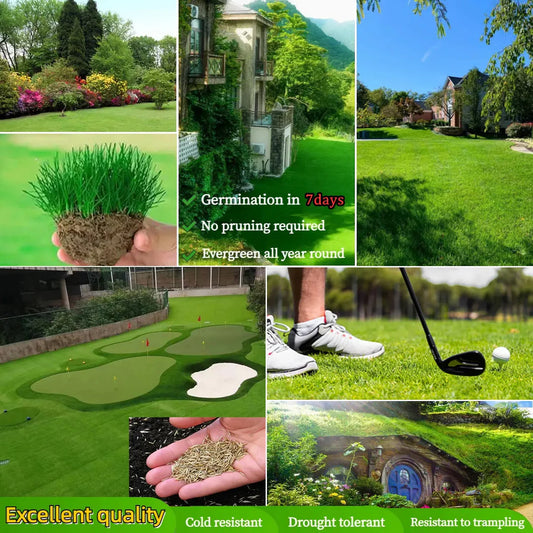 Four Seasons Evergreen Dwarf Grass Seed | Create Your Perfect Lawn, Starting Here!